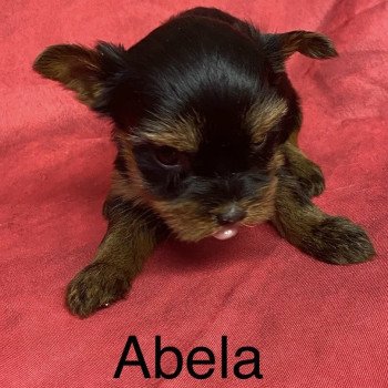 chiot Yorkshire terrier ABELA york. Domaine de la Chantelaie chiot Yorkshire terrier ABELA york. Domaine de la Chantelaie