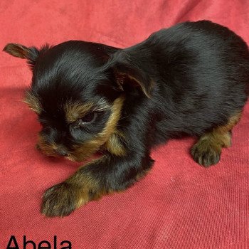 chiot Yorkshire terrier ABELA york. Domaine de la Chantelaie chiot Yorkshire terrier ABELA york. Domaine de la Chantelaie