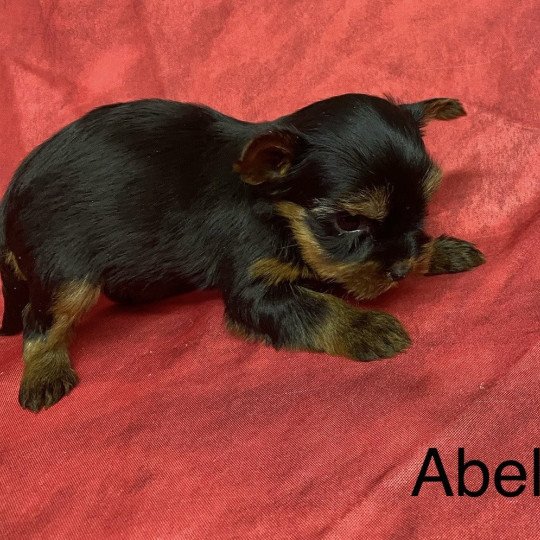 chiot Yorkshire terrier ABELA york. Domaine de la Chantelaie chiot Yorkshire terrier ABELA york. Domaine de la Chantelaie