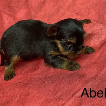 chiot Yorkshire terrier ABELA york. Domaine de la Chantelaie chiot Yorkshire terrier ABELA york. Domaine de la Chantelaie