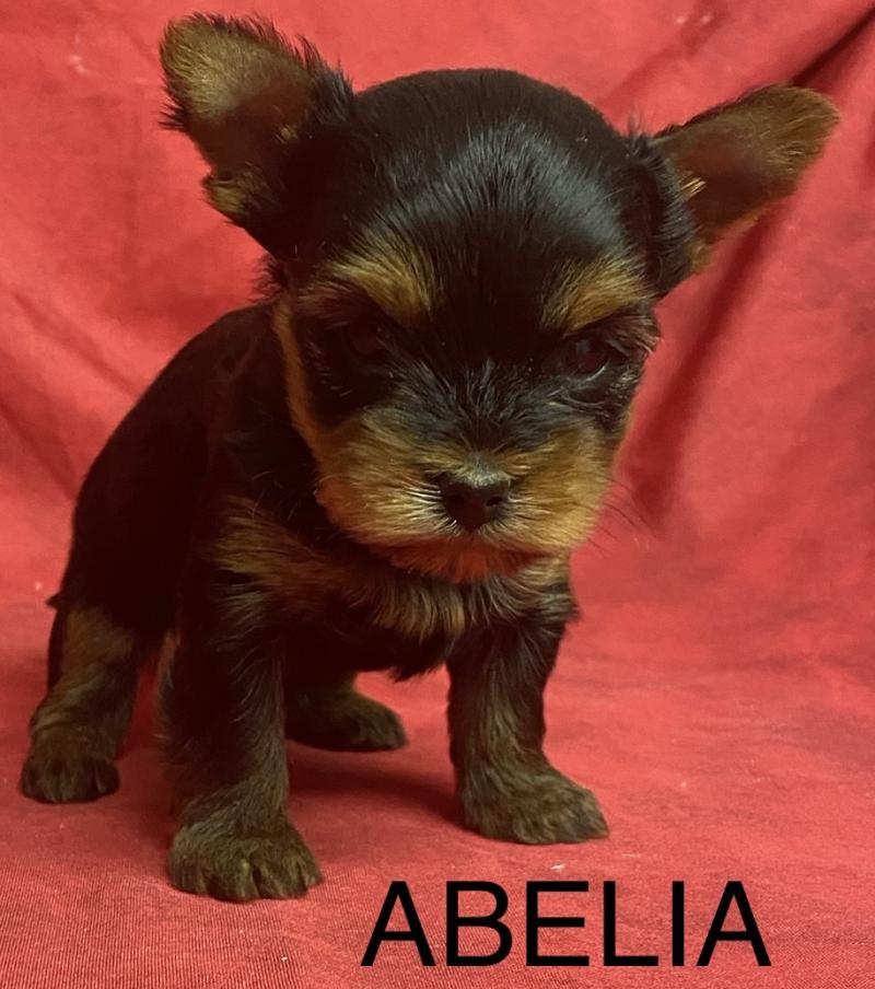 ABELIA York à réserver Femelle Yorkshire terrier