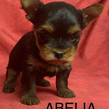 chiot Yorkshire terrier ABELIA York à réserver Domaine de la Chantelaie
