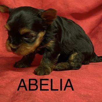 chiot Yorkshire terrier ABELIA York à réserver Domaine de la Chantelaie