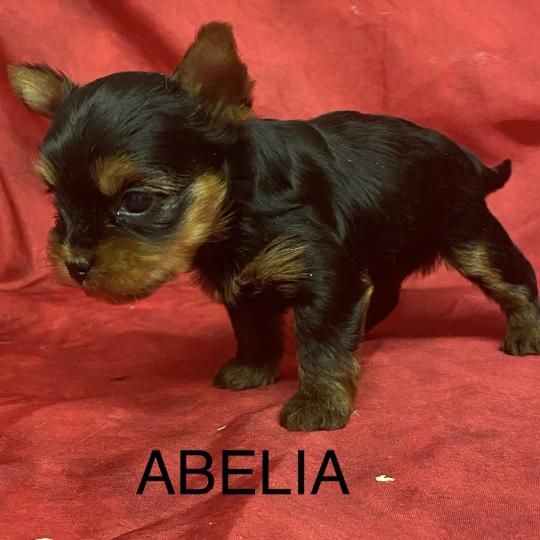 chiot Yorkshire terrier ABELIA York à réserver Domaine de la Chantelaie