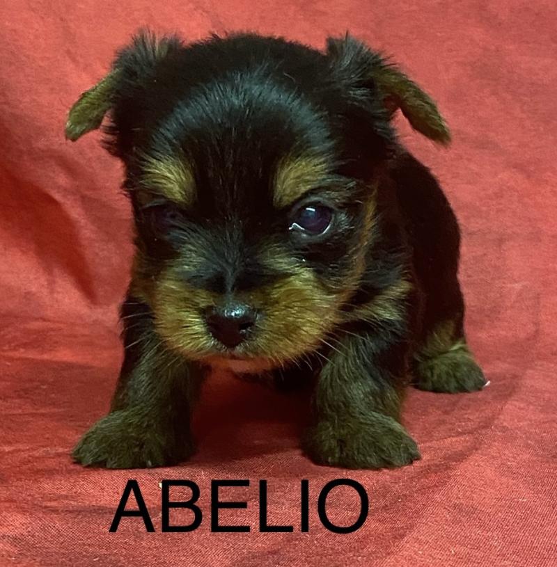 ABELIO York à réserver Mâle Yorkshire terrier