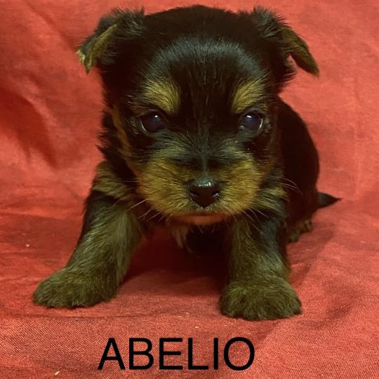 chiot Yorkshire terrier ABELIO York à réserver Domaine de la Chantelaie