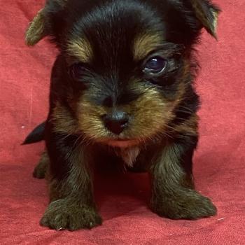 chiot Yorkshire terrier ABELIO York à réserver Domaine de la Chantelaie