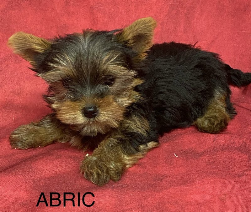 ABRIC york. Mâle Yorkshire terrier