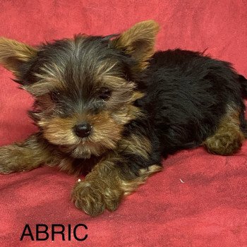 chiot Yorkshire terrier ABRIC york. Domaine de la Chantelaie chiot Yorkshire terrier ABRIC york. Domaine de la Chantelaie