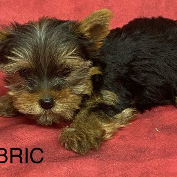 chiot Yorkshire terrier ABRIC york. Domaine de la Chantelaie chiot Yorkshire terrier ABRIC york. Domaine de la Chantelaie