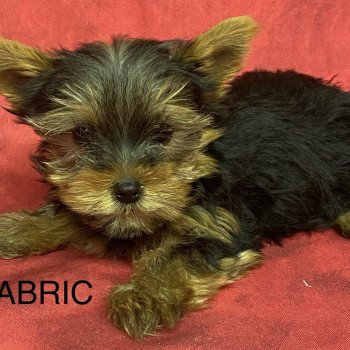 chiot Yorkshire terrier ABRIC york. Domaine de la Chantelaie chiot Yorkshire terrier ABRIC york. Domaine de la Chantelaie