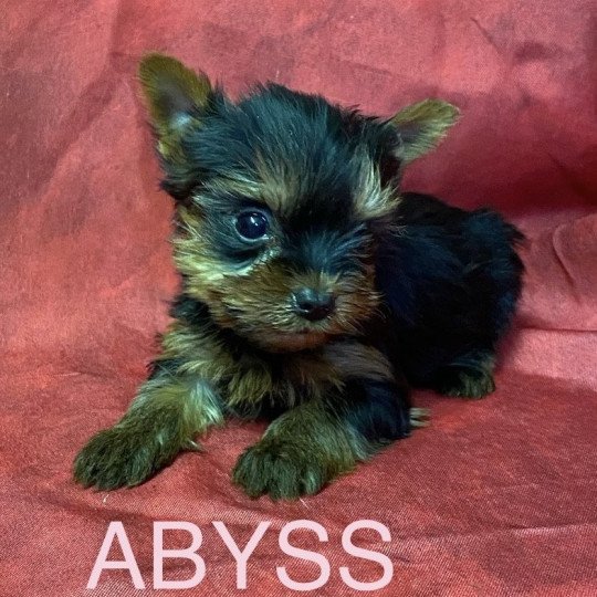 chiot Yorkshire terrier ABYSS york Domaine de la Chantelaie chiot Yorkshire terrier ABYSS york Domaine de la Chantelaie