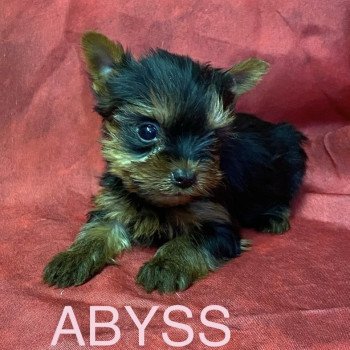 chiot Yorkshire terrier ABYSS york Domaine de la Chantelaie chiot Yorkshire terrier ABYSS york Domaine de la Chantelaie