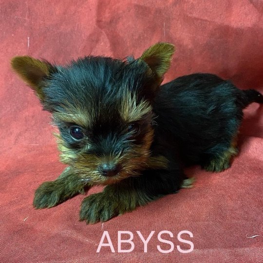 chiot Yorkshire terrier ABYSS york Domaine de la Chantelaie chiot Yorkshire terrier ABYSS york Domaine de la Chantelaie