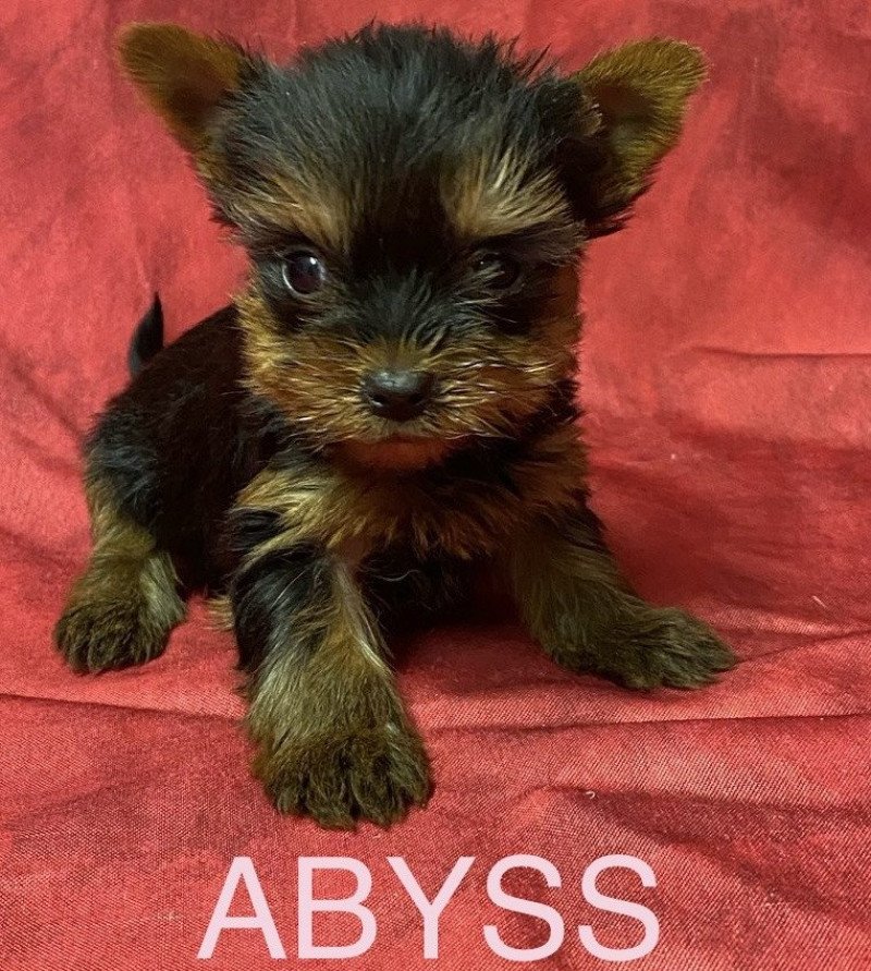 ABYSS york Femelle Yorkshire terrier ABYSS york Femelle Yorkshire terrier