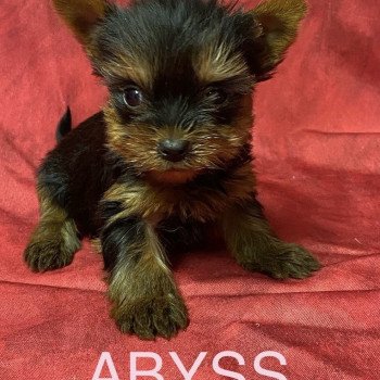 chiot Yorkshire terrier ABYSS york Domaine de la Chantelaie chiot Yorkshire terrier ABYSS york Domaine de la Chantelaie