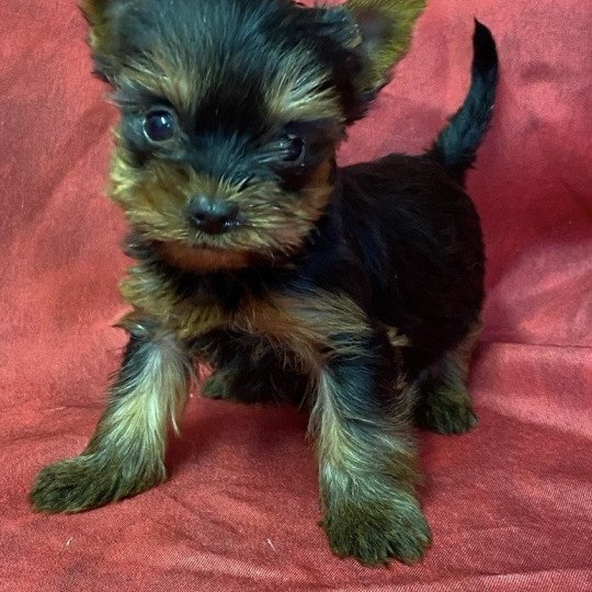 chiot Yorkshire terrier ABYSS york Domaine de la Chantelaie chiot Yorkshire terrier ABYSS york Domaine de la Chantelaie