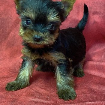 chiot Yorkshire terrier ABYSS york Domaine de la Chantelaie chiot Yorkshire terrier ABYSS york Domaine de la Chantelaie