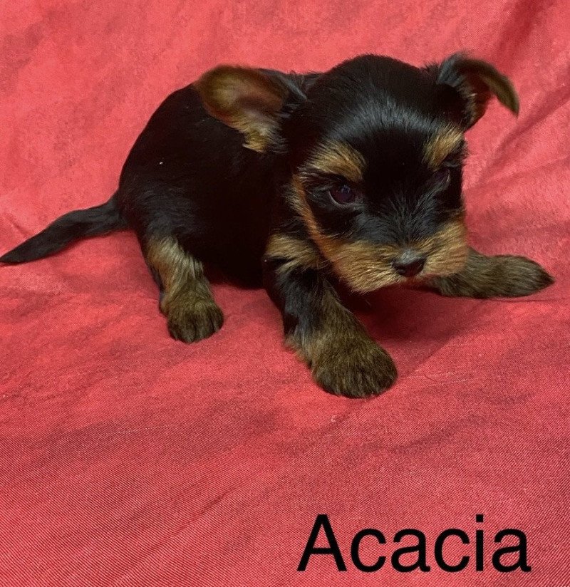 ACACIA york. à réserver Femelle Yorkshire terrier ACACIA york. à réserver Femelle Yorkshire terrier