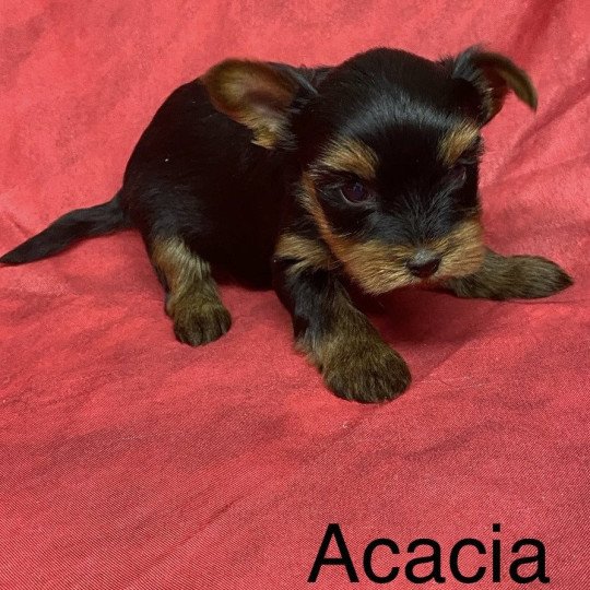 ACACIA york. à réserver Femelle Yorkshire terrier