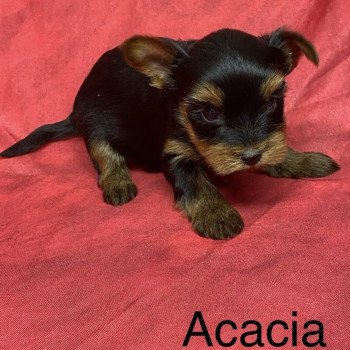 chiot Yorkshire terrier ACACIA york. Domaine de la Chantelaie chiot Yorkshire terrier ACACIA york. Domaine de la Chantelaie