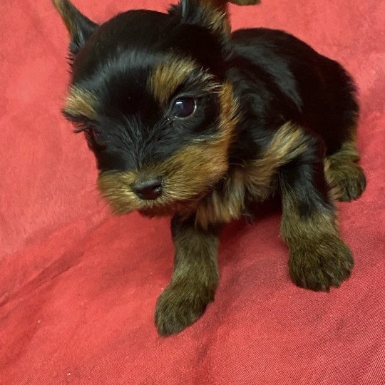 chiot Yorkshire terrier ACACIA york. Domaine de la Chantelaie chiot Yorkshire terrier ACACIA york. Domaine de la Chantelaie