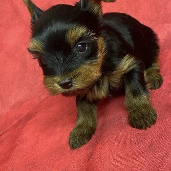 chiot Yorkshire terrier ACACIA york. Domaine de la Chantelaie chiot Yorkshire terrier ACACIA york. Domaine de la Chantelaie