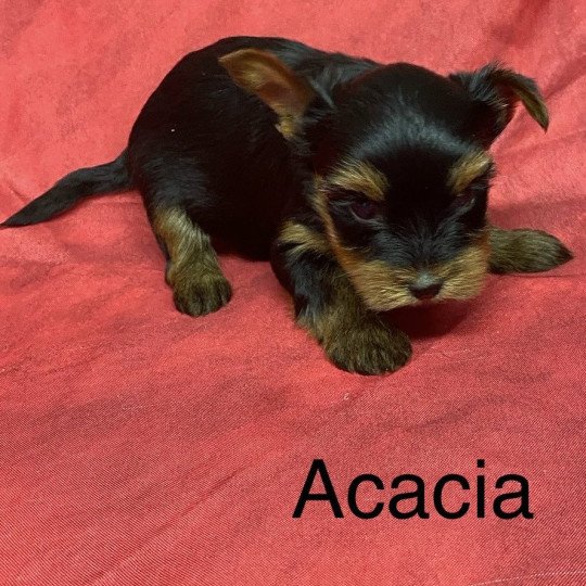 chiot Yorkshire terrier ACACIA york. Domaine de la Chantelaie chiot Yorkshire terrier ACACIA york. Domaine de la Chantelaie