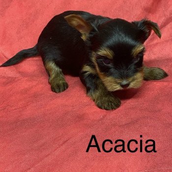 chiot Yorkshire terrier ACACIA york. Domaine de la Chantelaie chiot Yorkshire terrier ACACIA york. Domaine de la Chantelaie