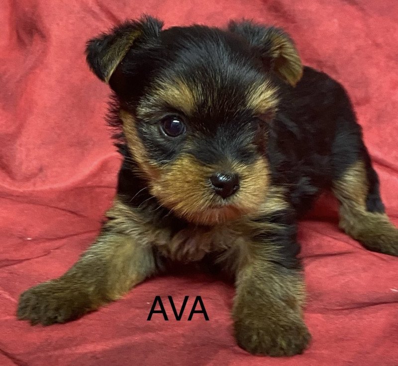 ADA yorkshire à réserver Femelle Yorkshire terrier