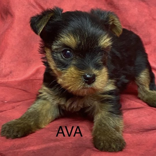 chiot Yorkshire terrier ADA yorkshire à réserver Domaine de la Chantelaie