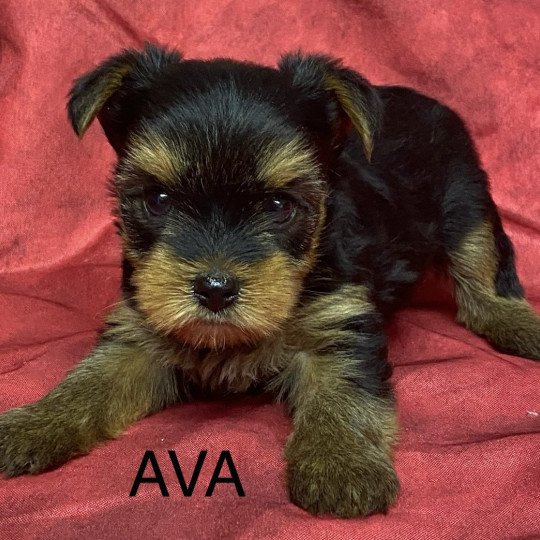 chiot Yorkshire terrier ADA yorkshire à réserver Domaine de la Chantelaie