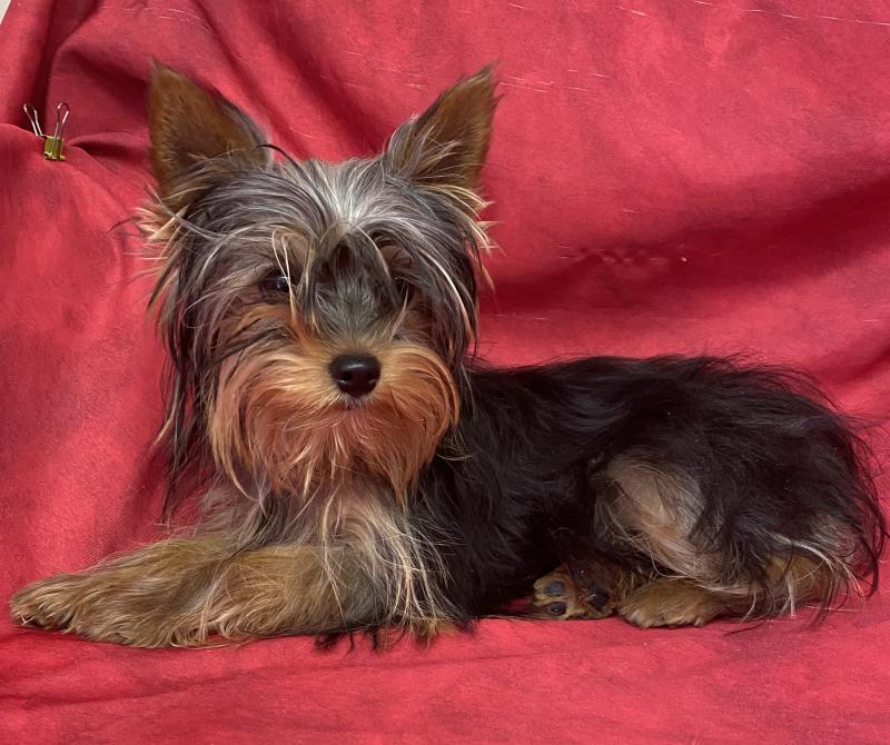 ADA yorkshire à réserver Femelle Yorkshire terrier
