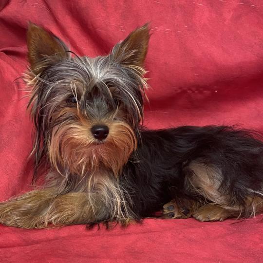 chien Yorkshire terrier Noir et feu ADA yorkshire à réserver Domaine de la Chantelaie