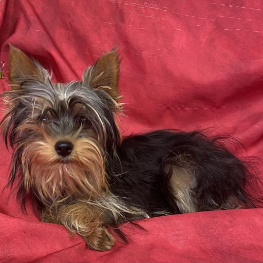 chien Yorkshire terrier Noir et feu ADA yorkshire à réserver Domaine de la Chantelaie