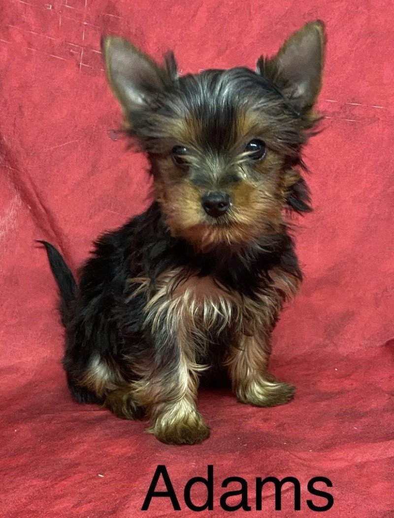 ADAMS york Mâle Yorkshire terrier