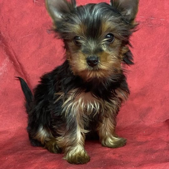 chiot Yorkshire terrier ADAMS york Domaine de la Chantelaie