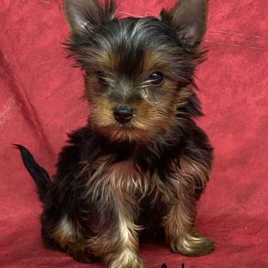 chiot Yorkshire terrier ADAMS york Domaine de la Chantelaie