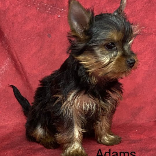 chiot Yorkshire terrier ADAMS york Domaine de la Chantelaie