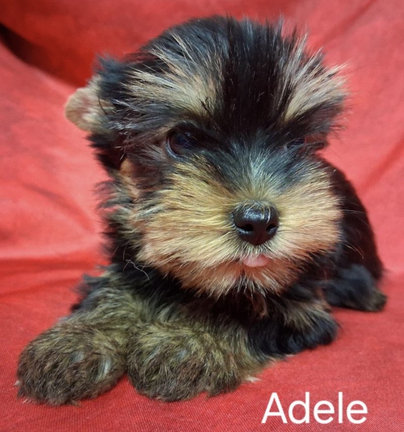 ADELE yorkhire Femelle Yorkshire terrier