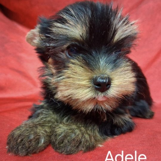 ADELE yorkhire Femelle Yorkshire terrier