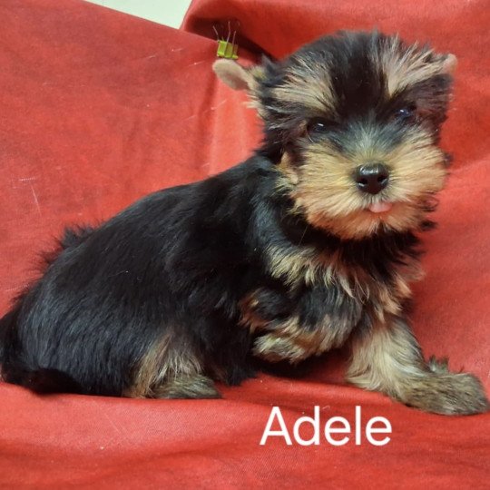 chiot Yorkshire terrier ADELE yorkhire Domaine de la Chantelaie