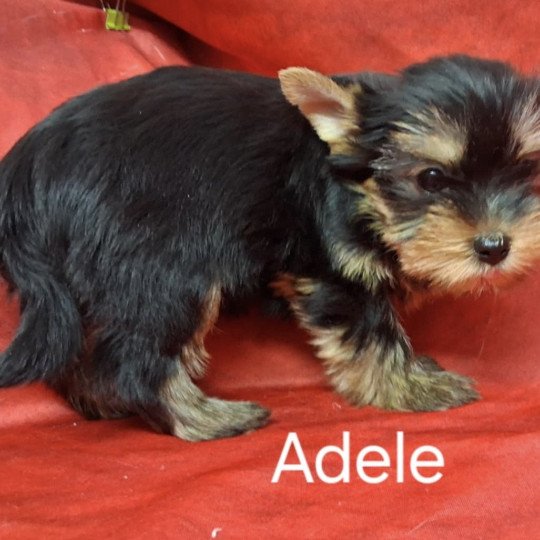 chiot Yorkshire terrier ADELE yorkhire Domaine de la Chantelaie