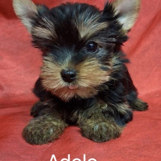 chiot Yorkshire terrier ADELE yorkhire Domaine de la Chantelaie