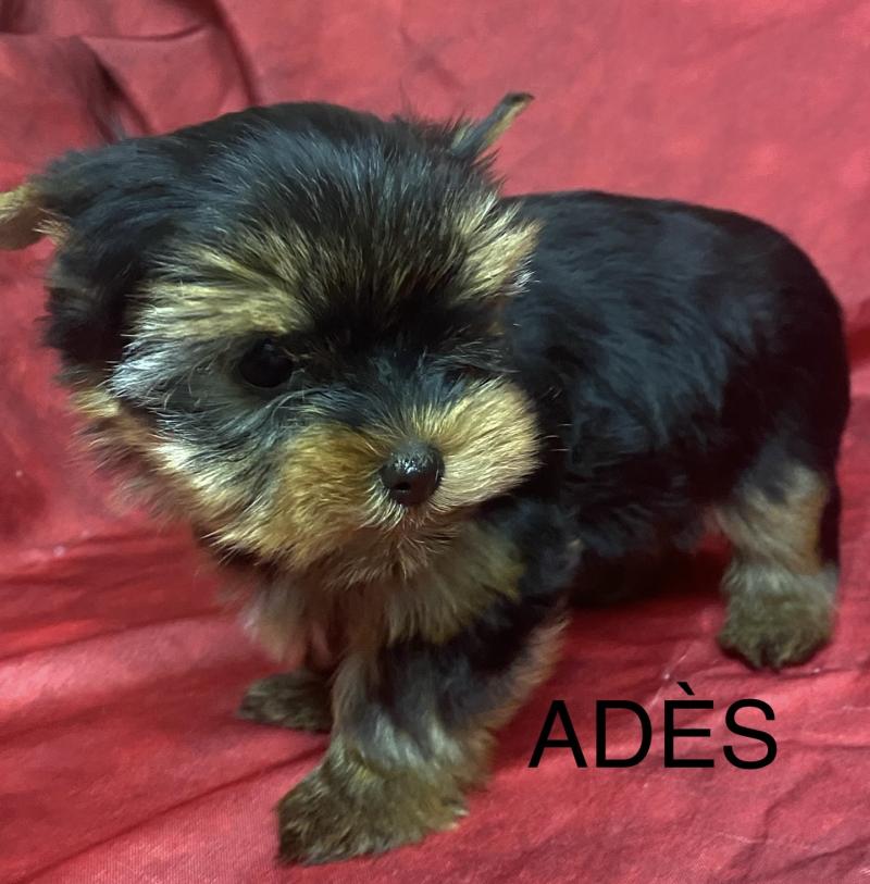 ADÈS York mini Mâle Yorkshire terrier