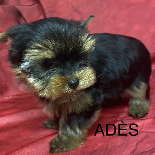 chiot Yorkshire terrier ADÈS York Domaine de la Chantelaie