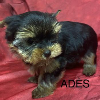 chiot Yorkshire terrier ADÈS York Domaine de la Chantelaie