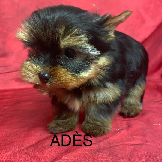 chiot Yorkshire terrier ADÈS York Domaine de la Chantelaie