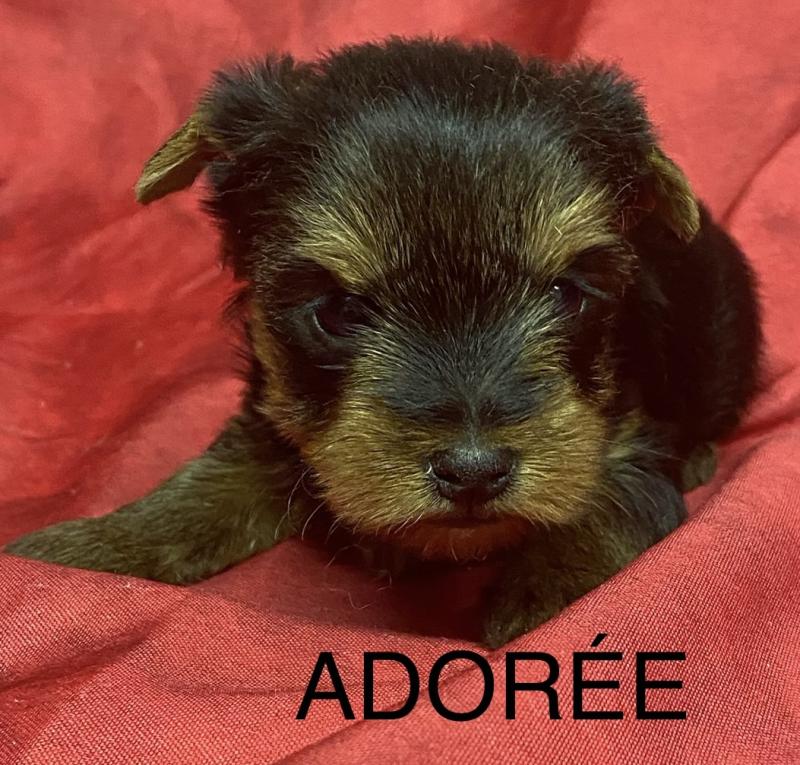 ADORÉE York à réserver Femelle Yorkshire terrier