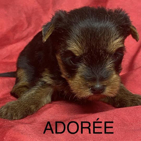 chiot Yorkshire terrier ADORÉE York à réserver Domaine de la Chantelaie